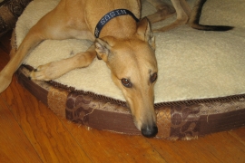 Nisus the greyhound rests in his bed, looking up at the camera